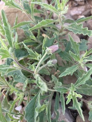 Chamaesaracha coronopus