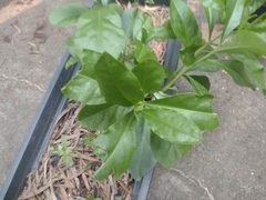 Pereskia