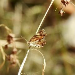 Phyciodes phaon