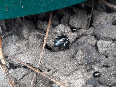 Histeridae