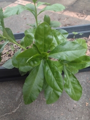 Pereskia