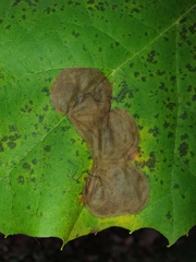 Ectoedemia platanella