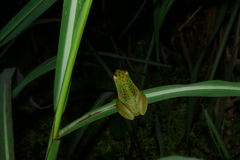 Sphaenorhynchus caramaschii