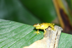 Scinax perereca