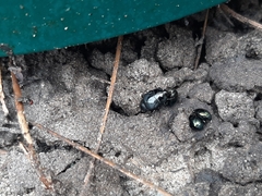Histeridae