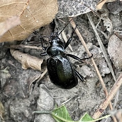 Calosoma marginale