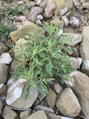 Chamaesaracha coronopus