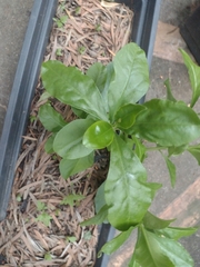 Pereskia