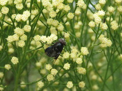 Copestylum violaceum