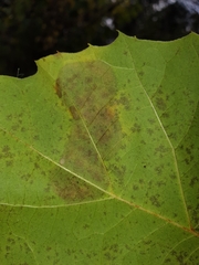 Ectoedemia platanella