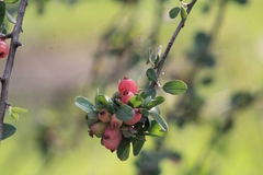 Malacomeles denticulata
