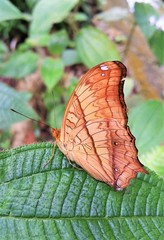 Vindula dejone erotella