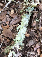 Parmotrema perforatum