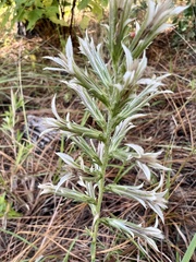 Liatris hesperelegans