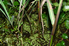 Sphaenorhynchus caramaschii