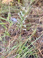 Liatris hesperelegans