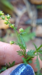 Artemisia annua