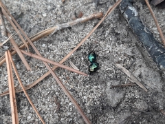 Histeridae