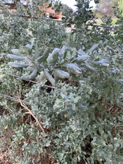 Atriplex halimus
