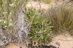 Protea lorifolia