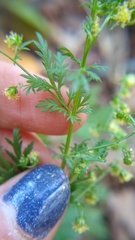 Artemisia annua