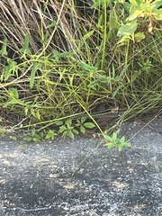 Serpentes