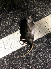 Rattus norvegicus