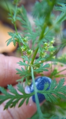Artemisia annua