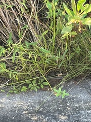 Serpentes