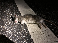 Rattus norvegicus