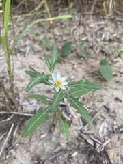 Melampodium cinereum