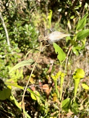 Asclepias rubra