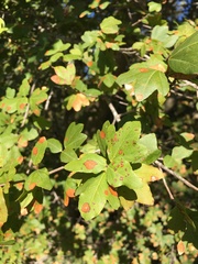 Acer sempervirens