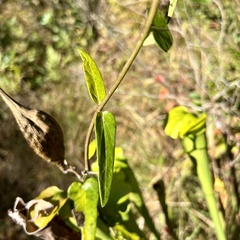 Asclepias rubra