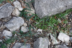 Passiflora tenuiloba