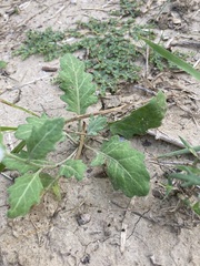 Nerisyrenia camporum