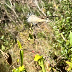 Asclepias rubra