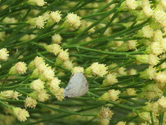 Celastrina echo