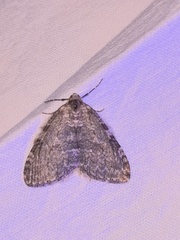Epirrita dilutata