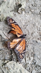 Danaus plexippus plexippus