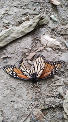 Danaus plexippus plexippus