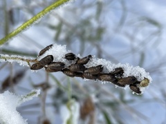 Actaea elata alpestris