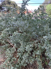 Atriplex halimus