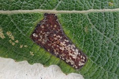 Phyllonorycter salicicolella