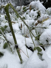 Actaea elata alpestris