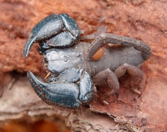 Opisthacanthus capensis