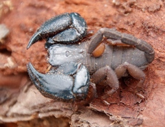 Opisthacanthus capensis