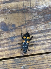 Nicrophorus carolina
