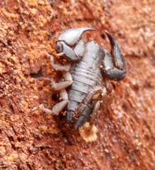 Opisthacanthus capensis
