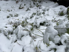 Actaea elata alpestris